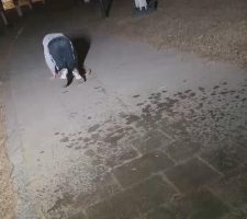 【二宝】大学生S户外调双狗 bf11039