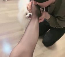 【爱神】浓痰裸足极度羞辱狗 bf23799