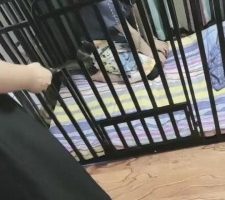 【慕田S】犬化母畜全过程【完整版】 bf30839