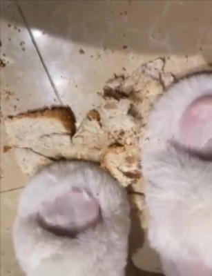 拖鞋踩面包 JS251006~6